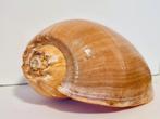 Grote Meloen Schelp /Meloen Schell op standaard., Ophalen of Verzenden, Zo goed als nieuw