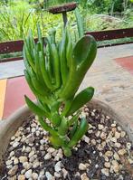 Crassula Ovata' - Vingerplant in Pot, Huis en Inrichting, Ophalen, Vetplant, Halfschaduw, In pot
