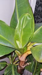 Bananenplant met pups Musa Dwarf, Ophalen, Overige soorten, Minder dan 100 cm