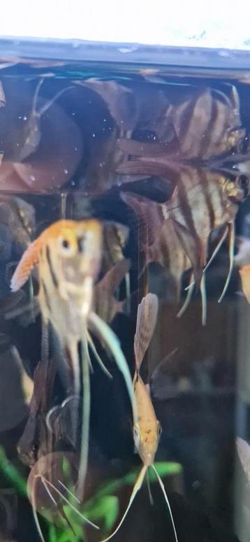 Mooie jonge Pterophyllum Scalare. beschikbaar voor biedingen