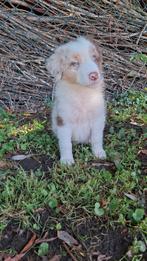 Schitterende Australian Shepherd pups (Aussie), Dieren en Toebehoren, Nederland, 8 tot 15 weken, CDV (hondenziekte), Meerdere