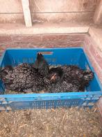 Broedeieren barnvelder zilver dubbelgezoomd, Dieren en Toebehoren, Pluimvee, Geslacht onbekend, Kip