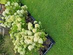 Nieuwe LIMELIGHT PLUIMHORTENSIAS IETS APPARTS NU AANPLANTEN, Vaste plant, Halfschaduw, Zomer, Ophalen