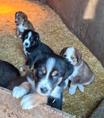Te koop prachtige kruising Berner Sennen pups., Nederland, Parvo, 8 tot 15 weken, Groot