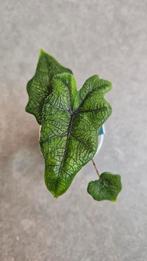 Alocasia Jacklyn, Ophalen of Verzenden, Halfschaduw, Minder dan 100 cm