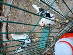 2 bonte leghorns, Dieren en Toebehoren, Vrouwelijk, Kip