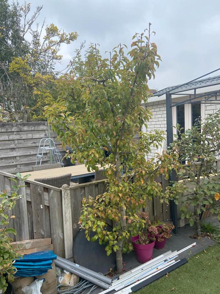 Grote Perenboom - 230cm, Tuin en Terras, Planten | Bomen, Overige soorten, 250 tot 400 cm, Volle zon, Lente, Ophalen