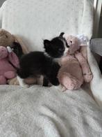 Maine coone kitten, Dieren en Toebehoren