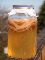Bio jun kumbucha scoby van rauwe lokale honing, Ophalen of Verzenden