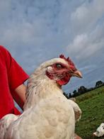 Sussex columbia hen (miep), Dieren en Toebehoren, Pluimvee, Vrouwelijk, Kip