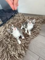 Maincoon kittens te koop, Dieren en Toebehoren, Katten en Kittens | Overige Katten, Poes