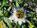 Onbespoten passiebloem-platen. Passiflora, Ophalen, Overige soorten, Volle zon