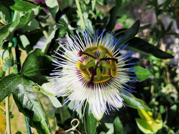 Onbespoten passiebloem-platen. Passiflora beschikbaar voor biedingen