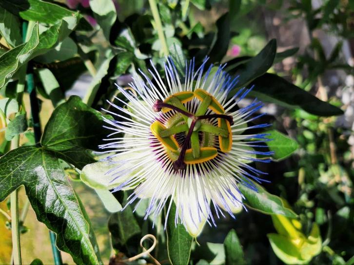 Onbespoten passiebloem-planten. Passiflora, Tuin en Terras, Planten | Tuinplanten, Overige soorten, Volle zon, Ophalen
