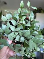 Hoya Krohniana Eskimo stekjes 5x, Ophalen of Verzenden, Overige soorten, Minder dan 100 cm