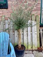 Olijfbomen prachtige mooie winterharde olijfboom tuintoppers, Tuin en Terras, Planten | Bomen, Lente, 100 tot 250 cm, Olijfboom