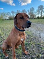 Rhodesian Ridgeback, Dekreu, Dieren en Toebehoren, Honden | Dekreuen, Rabiës (hondsdolheid), 3 tot 5 jaar, Reu, Nederland