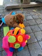 Mini -toypoedels, Dieren en Toebehoren, Poedel, 8 tot 15 weken, Meerdere, Meerdere dieren