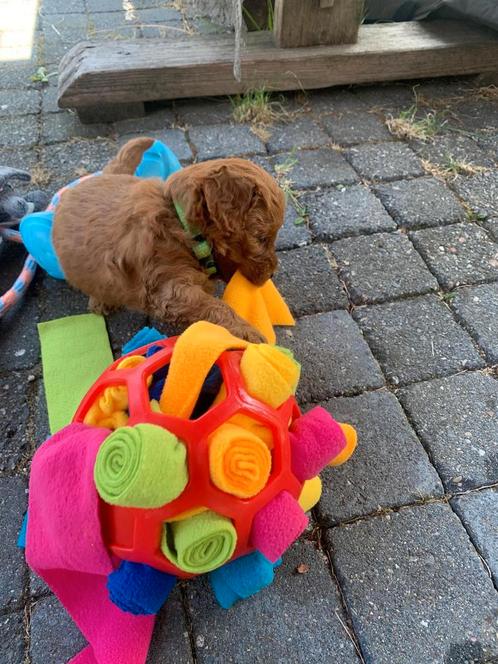 Mini -toypoedels, Dieren en Toebehoren, Honden | Chihuahua's en Gezelschapshonden, Meerdere dieren, Poedel, Particulier, Meerdere