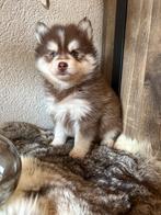 Pomsky pups f3 WIJ MOGEN VERHUIZEN, CDV (hondenziekte), 8 tot 15 weken, Poolhond, Meerdere
