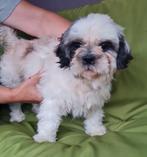 Shih-tzu zoekt baasje, Particulier, Rabiës (hondsdolheid), Overige rassen, Buitenland