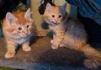 Laatste Noorse Boskat kittens zoeken goed thuis, Meerdere dieren, Ontwormd, 0 tot 2 jaar