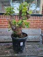 Oude druif dikke grillige stam - 100-110cm hoog, Ophalen, Overige soorten, Minder dan 100 cm