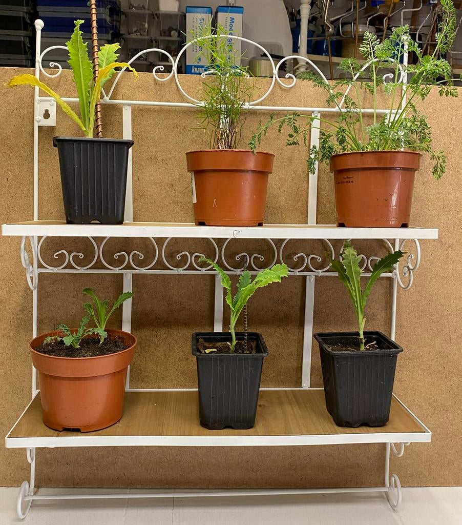 Smeedijzeren rek met 2 plankjes, Huis en Inrichting, Woonaccessoires | Wandplanken en Boekenplanken, Ophalen, Nieuw