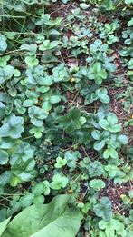 Aardbeien planten, Tuin en Terras, Planten | Tuinplanten, Ophalen of Verzenden, Volle zon