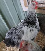 haan orpinghton zilverpatrijs, Mannelijk, Kip