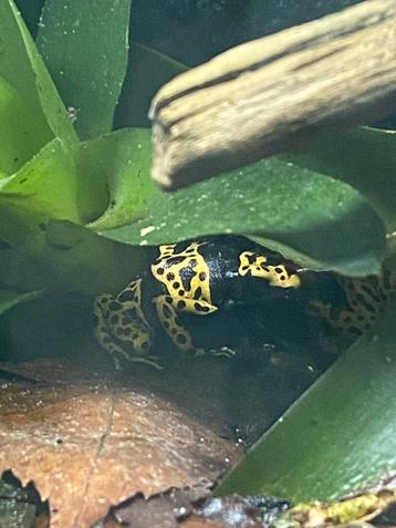 Trio bijen gifkikkers beschikbaar voor biedingen