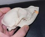 Schedel van een klein hondje - Taxidermie Dog Skull - Skelet, Ophalen of Verzenden, Hond of Kat, Schedel