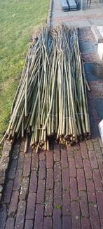 Wilgentenen, Ophalen, Nieuw, 2 meter of meer, 3 tot 6 meter
