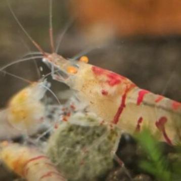 Rode tijger Orange eyes (oe) | garnaal beschikbaar voor biedingen