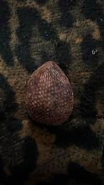 Versteende pit, Ophalen of Verzenden, Fossiel