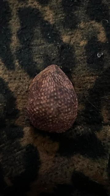 Versteende pit beschikbaar voor biedingen