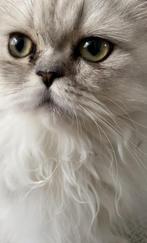 Lieve Shaded Silver Pers kater, Dieren en Toebehoren, Katten en Kittens | Raskatten | Langhaar, 0 tot 2 jaar, Kater
