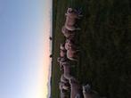 Koppeltje beste fok ooien, Dieren en Toebehoren, Schapen, Geiten en Varkens, Vrouwelijk, Schaap