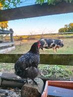 Mooie lieve haan? Orphington Marans Ameraucana, Dieren en Toebehoren, Pluimvee, Mannelijk, Kip