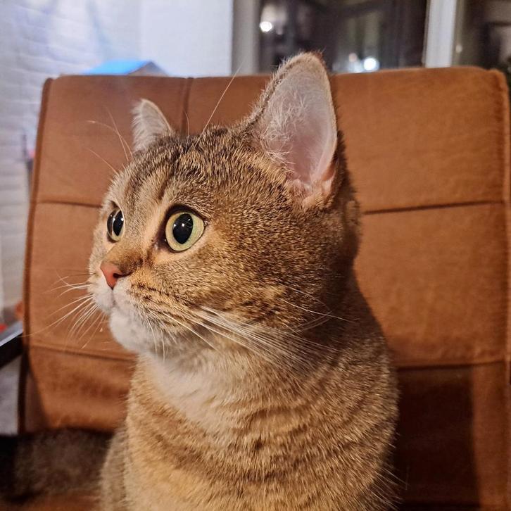 Britse korthaar vermist!!!, Dieren en Toebehoren, Katten en Kittens | Overige Katten, Poes