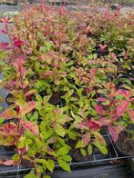 Photinia fraseri ‘Red Robin’ 70-90cm glansmispel, Tuin en Terras, Planten | Struiken en Hagen, Ophalen, Overige soorten, Struik
