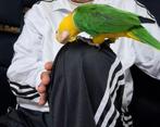 Te koop: Caique papegaai, 6 jaar oud

In goede gezondheid e, Mannelijk, Papegaai, Tam
