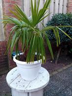 Mooie palmboom, Tuin en Terras, Ophalen