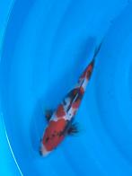 Partij 8x supermooie  koi vissen te koop zie foto's, Karper of Koi