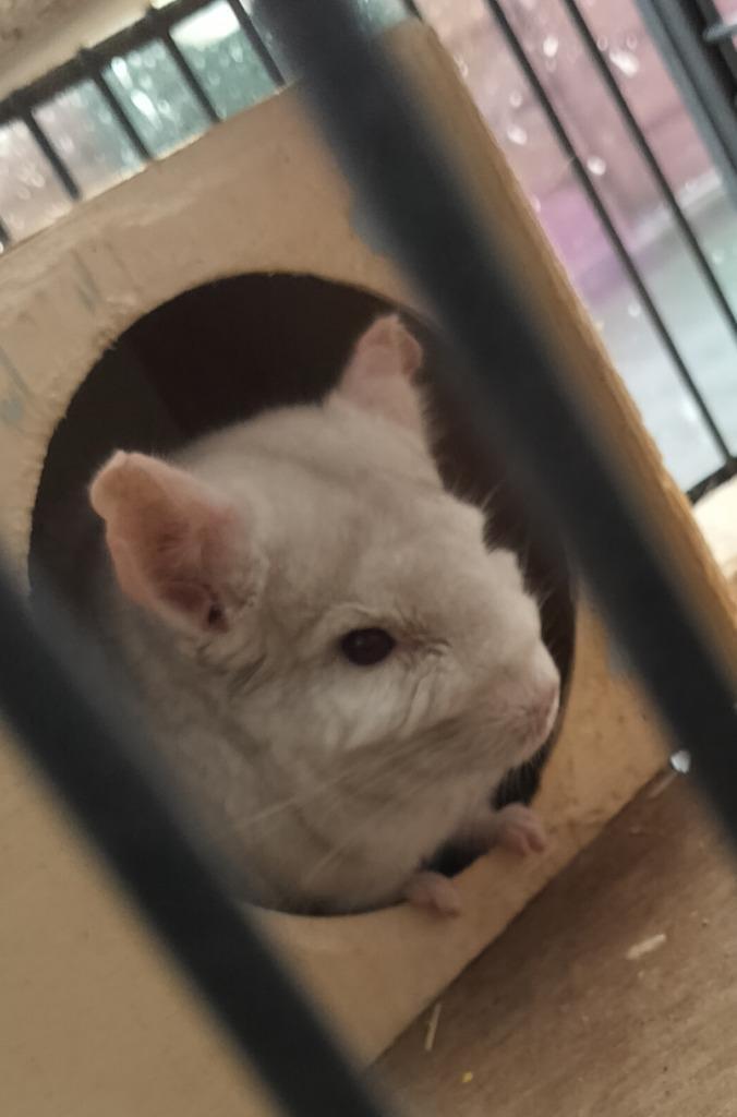 Chinchilla, Dieren en Toebehoren, Knaagdieren, Meerdere dieren, Chinchilla, Februari, Tam