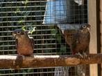 Koppel Pionus Fuscus, Dieren en Toebehoren, Meerdere dieren