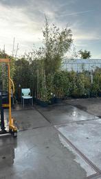Groene bamboe in kuip hoog rond 4 meter 4 kuipen 49,50, Ophalen, Bloeit niet, Vaste plant, Halfschaduw