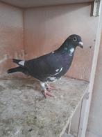 Duiven, Dieren en Toebehoren, Meerdere dieren, Postduif