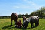 Leaser gezocht, Dieren en Toebehoren
