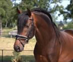 Super gave barokke pre andalusier hengst, Dieren en Toebehoren, Paarden, M, Dressuurpaard, Hengst, 3 tot 6 jaar